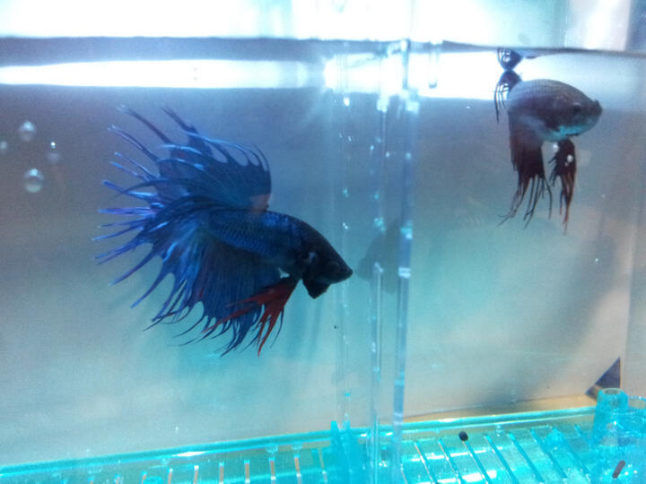 玩家宝贝迷你金鱼缸小型水族箱灯LED亚克力水