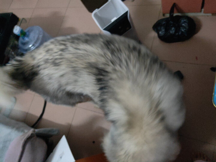 憨憨乐园 宠物狗狗自动喂食器狗猫咪定时喂食机犬猫碗猫盆狗食盆用品机器人款4L 晒单图