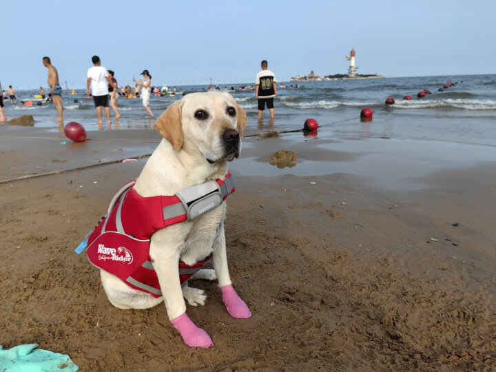 疯狂小狗狗粮金毛拉布拉多萨摩耶边牧 宠物幼犬成犬20kg犬粮 40斤牛肉味 晒单图