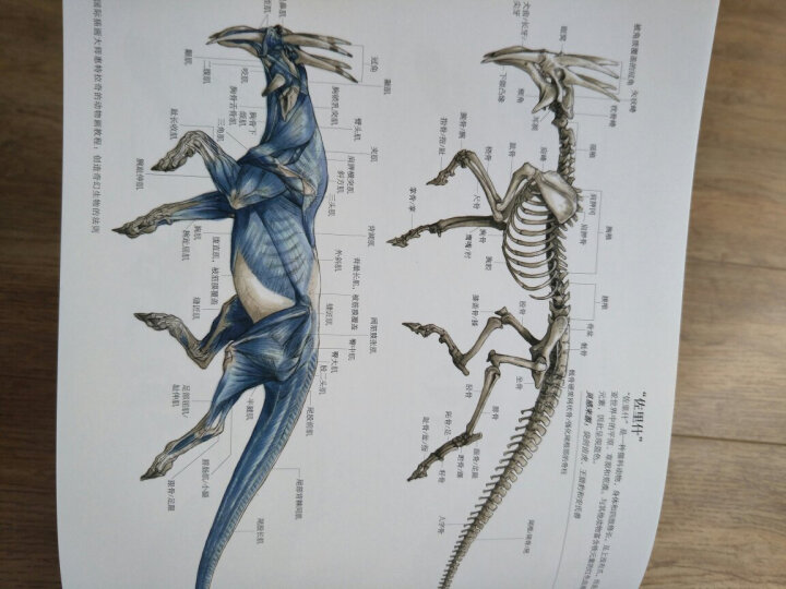 国际插画大师惠特拉奇的动物画教程：艺用生物解剖 晒单图