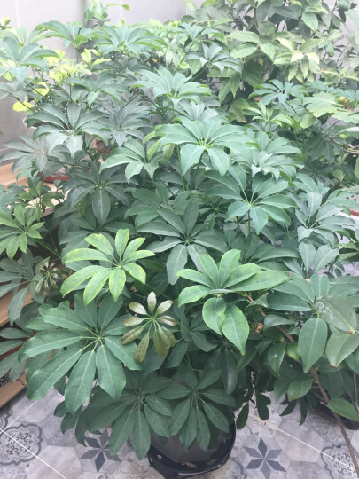 德沃多肥料植物营养液通用型花肥料绿萝发财树富贵竹多肉月季水培绿植花卉肥 500ml两瓶+肥350g 晒单图