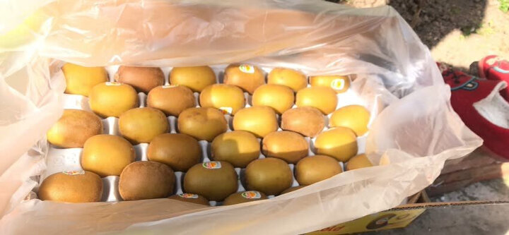 Zespri佳沛 新西兰阳光金奇异果 12个装 优选25-27号果 单果重约124-145g 水果礼盒 自营生鲜 晒单图
