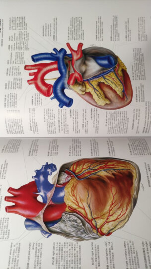 人体图谱：解剖学·组织学·病理学（第2版） 晒单图