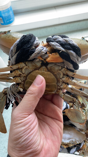 【活鲜】海鲜颂 东山岛 鲜活螃蟹 青蟹 大红膏蟹 母蟹 单只重量300g-400g 单只装 晒单图