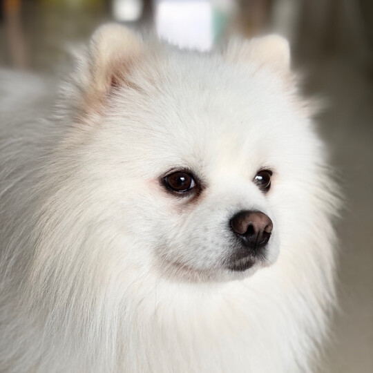 宝路宠物狗粮成犬全价粮中小型犬泰迪茶杯犬柯基鸡肉味1.8kg 晒单图