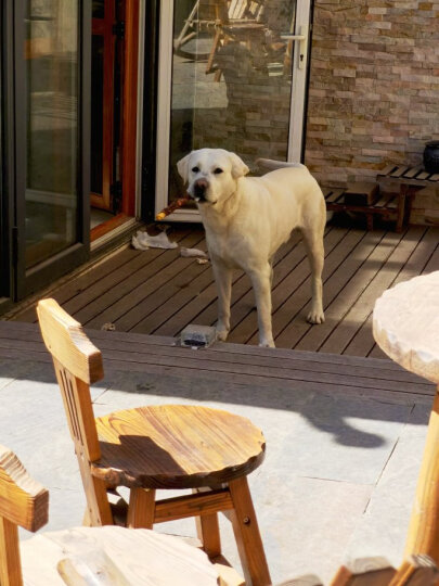 康多乐狗粮成犬8kg 全犬型 牛肉蔬菜味全价犬粮 晒单图