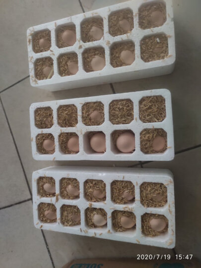 小覃同学林地养土鸡蛋30枚装 农家新鲜柴草鸡蛋笨鸡蛋乌鸡蛋 晒单图