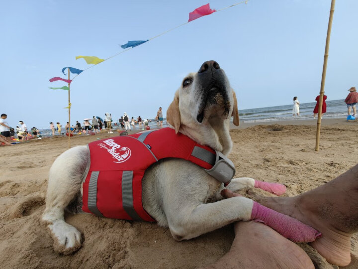 疯狂小狗狗粮金毛拉布拉多萨摩耶边牧 宠物幼犬成犬20kg犬粮 40斤牛肉味 晒单图