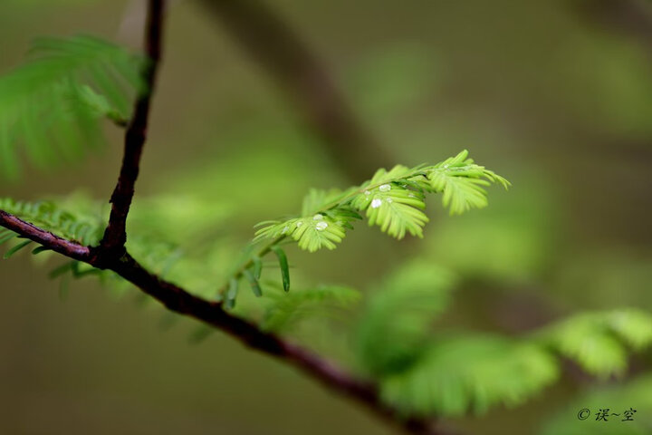 尼康（Nikon）AF-S 尼克尔 70-200mm f/2.8E FL ED VR “大三元” “电磁炮”大光圈远摄变焦镜头 尼康镜头 晒单图