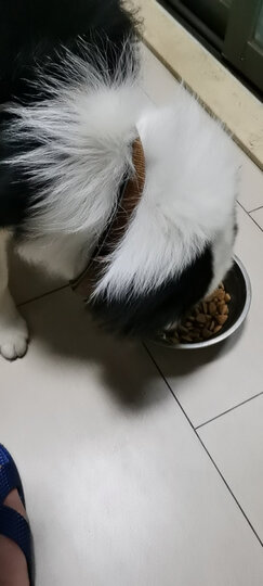 宝路 宠物狗粮 成犬全价粮 大型犬金毛哈士奇拉布拉多萨摩耶 牛肉味 1.8kg 晒单图