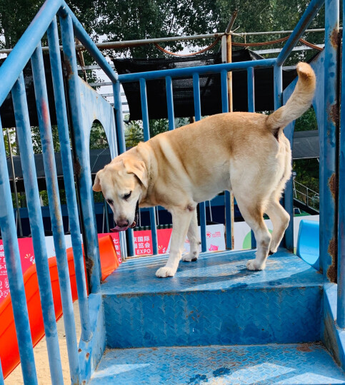 伯纳天纯宠物狗粮中大型犬成年犬狗粮健胃促吸收15kg口感升级 晒单图