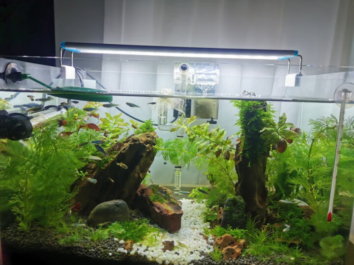 FISH BABY鱼缸温度计测水温观赏鱼水族箱专用家用防水小胖潜水 迷你小缸用温度计 晒单图