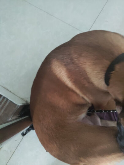 麦富迪狗粮 藻趣儿2.5kg 幼犬中大型小型犬通用（牛肉螺旋藻）金毛泰迪柯基 晒单图