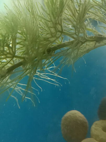 云峰海瑞水草活体懒人草鱼缸造景活体水草套餐鱼缸水草有茎类中后景真水草 【实惠】-绿菊（5只一组） 晒单图