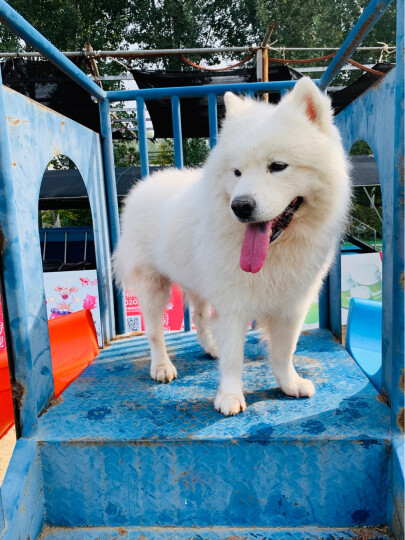 伯纳天纯宠物狗粮中大型犬成年犬狗粮健胃促吸收15kg口感升级 晒单图