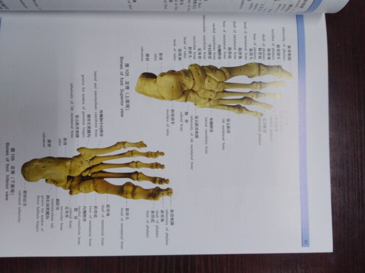 人体解剖学标本彩色图谱（第2版） 晒单图