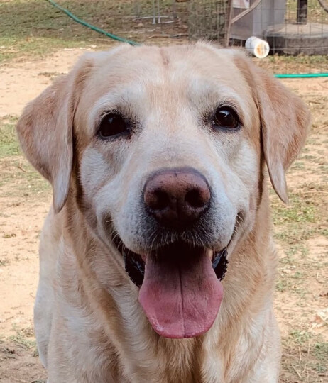 伯纳天纯宠物狗粮中大型犬成年犬狗粮健胃促吸收15kg口感升级 晒单图