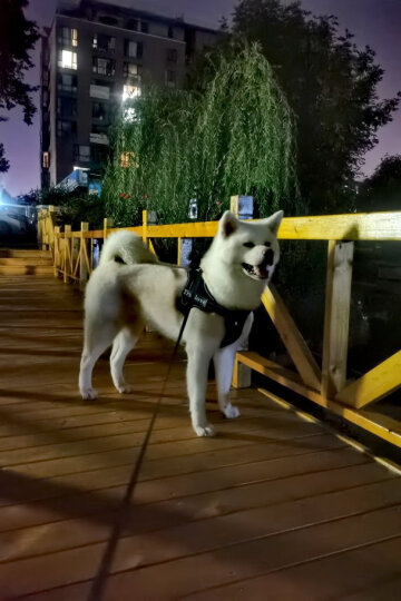 康多乐狗粮成犬15kg 牛肉蔬菜味全价犬粮 大中小型犬泰迪贵宾金毛 晒单图