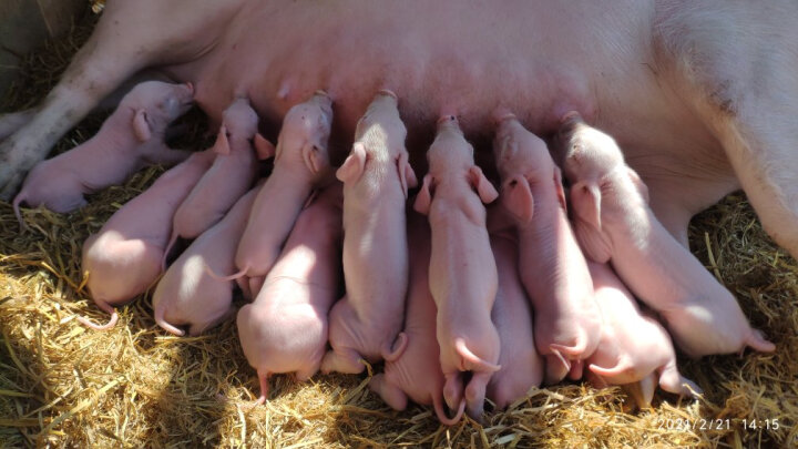 传是 饲料  P107  10%哺乳母猪预混料 猪饲料  北农传世 晒单图