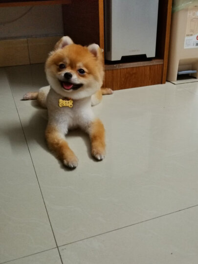 皇家狗粮 成犬狗粮 犬粮 小型犬 PR27 通用粮 10月以上 8KG 晒单图