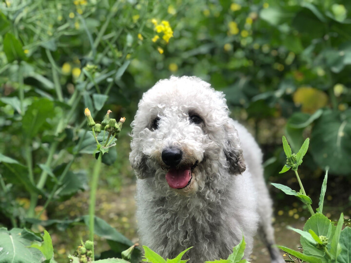 康多乐狗粮成犬8kg 全犬型全价犬粮 鸡肉蔬菜味 晒单图