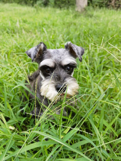 疯狂小狗 宠物狗狗零食泰迪金毛幼犬成犬训练奖励 靓毛牛肉粒180g 晒单图