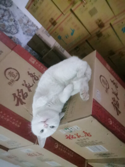 伟嘉成猫猫粮1.3kg鸡肉味布偶蓝猫橘猫加菲英短猫咪全价粮 晒单图