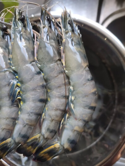 京东生鲜 海外直采 泰国活冻黑虎虾（巨型限量款）1.8kg 28-36只/盒 晒单图