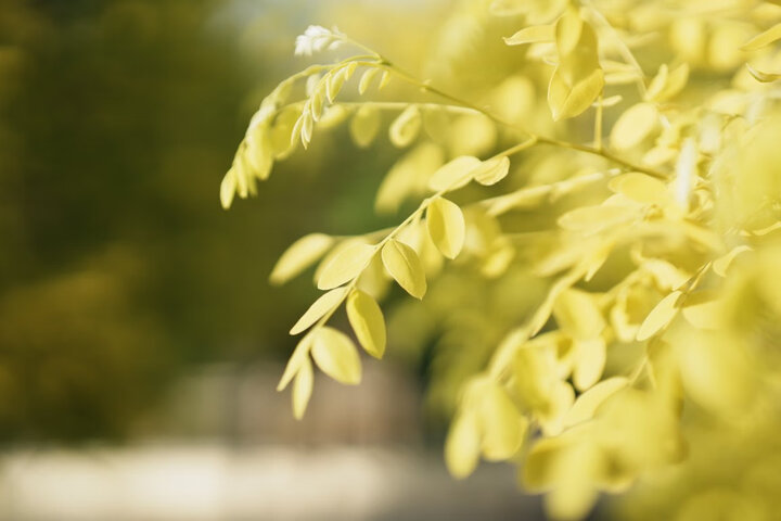 适马（SIGMA）Art 35mm F1.4 DG HSM 全画幅 大光圈定焦镜头 人像街拍夜景（尼康单反卡口） 晒单图