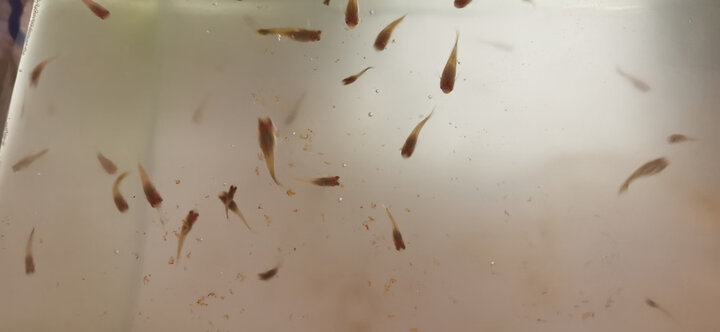 吉品鸿丰年虾卵脱壳卵孔雀鱼小型鱼饲料100克