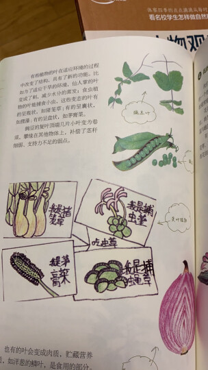 我的大自然观察笔记：植物观察笔记（7-10岁 全国名校小学生原创，7种观察方法+6种绘画方法） 晒单图