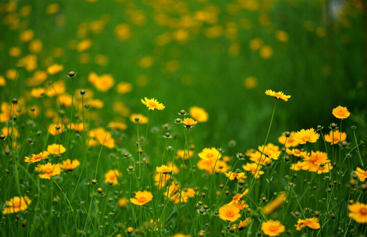 适马（SIGMA）105mm F2.8 EX DG OS HSM MACRO 全画幅 大光圈微距镜头 昆虫花草人像（尼康单反卡口） 晒单图