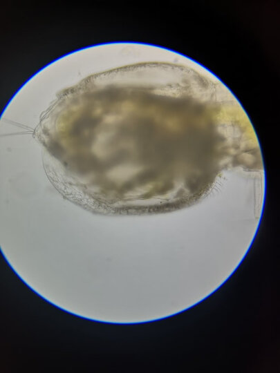 Datyson显微镜摄影接口 标准生物显微镜23.2mm 接单反相机转接环 配美能达转接环 晒单图
