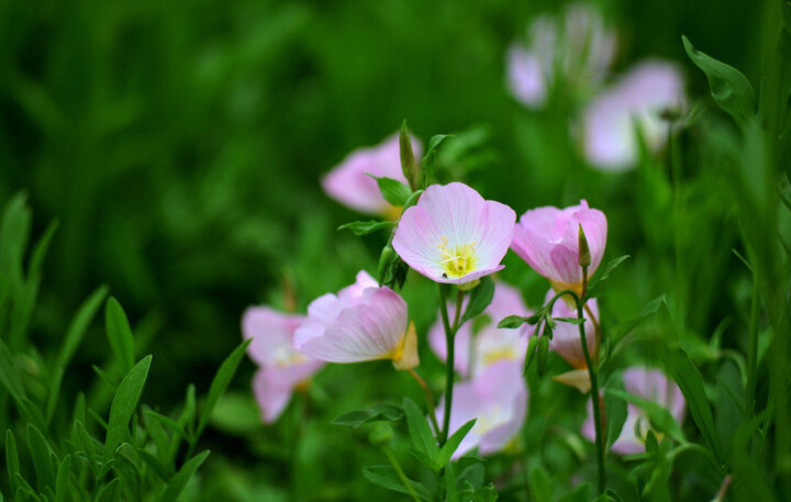 适马（SIGMA）105mm F2.8 EX DG OS HSM MACRO 全画幅 大光圈微距镜头 昆虫花草人像（尼康单反卡口） 晒单图