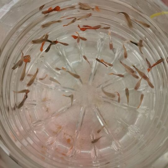 吉品鸿丰年虾卵脱壳卵孔雀鱼小型鱼饲料100克