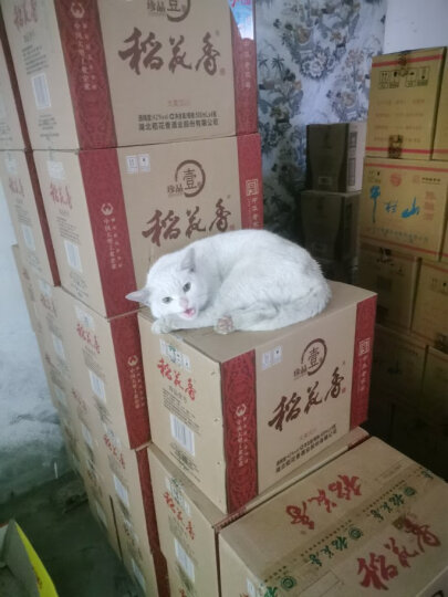 伟嘉成猫猫粮1.3kg鸡肉味布偶蓝猫橘猫加菲英短猫咪全价粮 晒单图