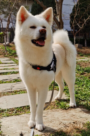 康多乐(DOG CHOW)宠物成犬狗粮 全犬型1.2kg 软脆双拼牛肉味 晒单图