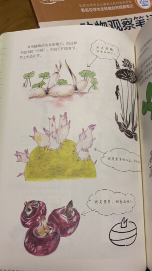 我的大自然观察笔记：植物观察笔记（7-10岁 全国名校小学生原创，7种观察方法+6种绘画方法） 晒单图