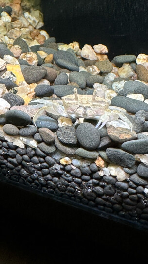 HANYANG白玉石1kg水草鱼缸造景底砂小石头子龟缸水族养鱼多肉装饰化妆沙 晒单图