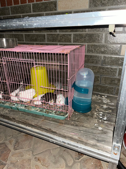 耐尔尼 鸡用料槽食小鸡喂食器 鸡鸭鸽子自动下料桶 鸡饲料桶 1号鸡饲料桶 晒单图
