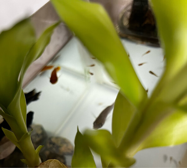 吉品鸿丰年虾卵脱壳卵孔雀鱼小型鱼饲料100克