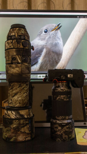 适马（SIGMA）150-600mm F5-6.3 DG OS HSM｜Contemporary 全画幅 远摄变焦镜头 打鸟荷花（佳能单反卡口） 晒单图