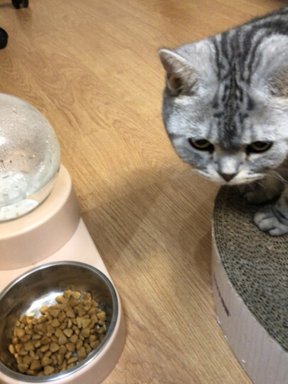 皇家猫粮 室内成猫粮 I27 通用粮 12月以上 10KG 晒单图