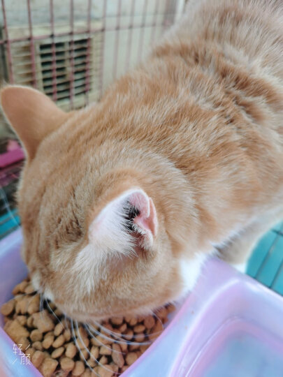 伟嘉成猫猫粮10KG牛肉味布偶蓝猫橘猫加菲英短猫咪全价粮 晒单图