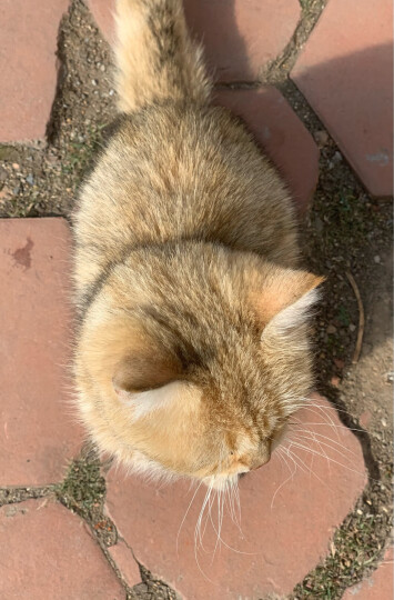 谷登猫咪羊奶粉 宠物猫奶粉幼猫奶粉哺乳期小猫咪新生幼猫成猫羊奶粉 谷登猫奶粉1罐（200g/罐） 晒单图