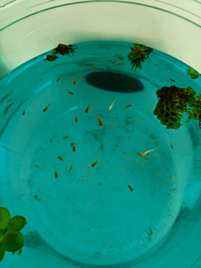 吉品鸿丰年虾卵脱壳卵孔雀鱼小型鱼饲料100克