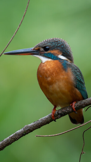 适马（SIGMA）150-600mm F5-6.3 DG OS HSM｜Contemporary 全画幅 远摄变焦镜头 打鸟荷花（佳能单反卡口） 晒单图
