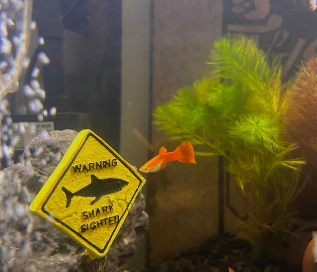 吉品鸿丰年虾卵脱壳卵孔雀鱼小型鱼饲料100克