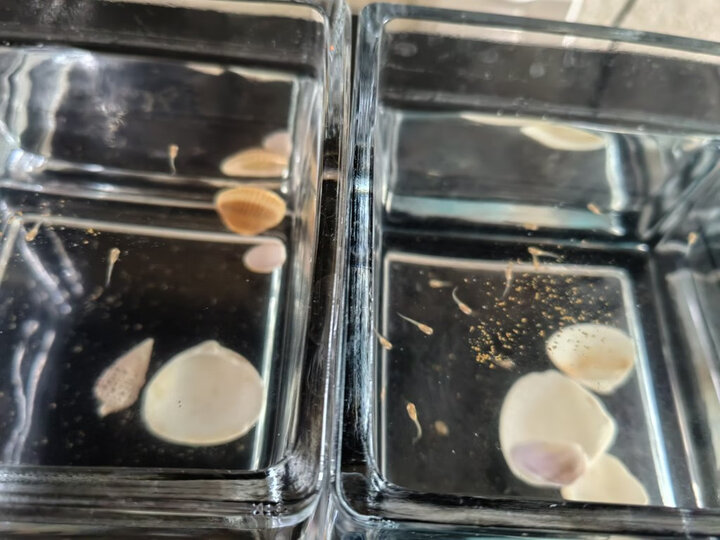 口吃着鱼食,很开心啊 脱壳丰年虾卵50g2024-07-05 07:13 来自京东android客户