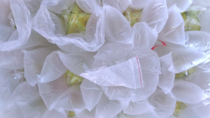 漳州杨桃 新鲜水果 台湾品种福建种植发货 树上熟不酸 现摘发货 精选杨桃3斤（5-8个） 晒单图